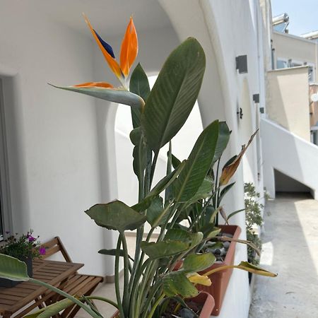 To Spitaki Sas, In Santorini! Apartment Месария Екстериор снимка