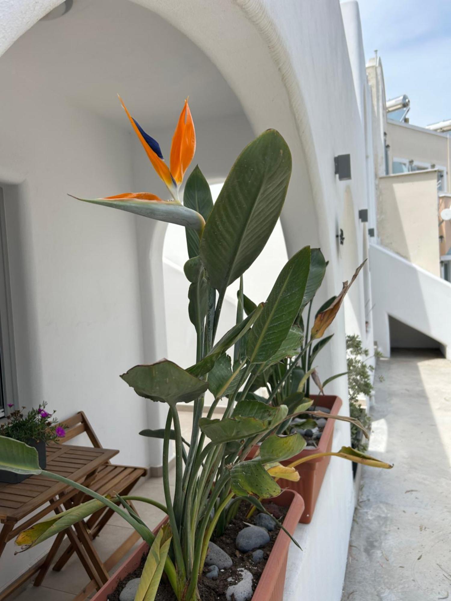 To Spitaki Sas, In Santorini! Apartment Месария Екстериор снимка